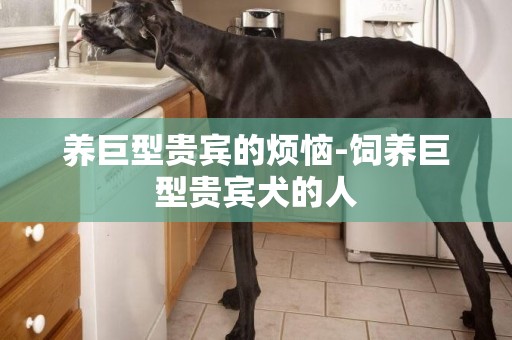 養巨型貴賓的煩惱-飼養巨型貴賓犬的人