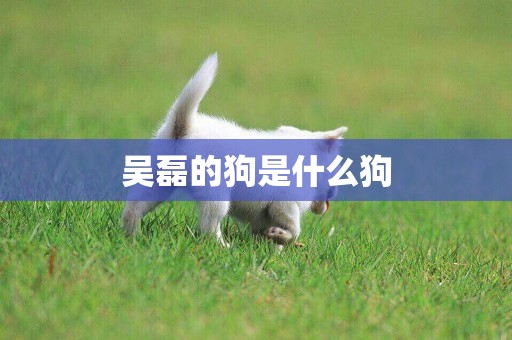 吳磊的狗是什么狗