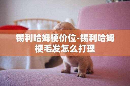 錫利哈姆梗價位-錫利哈姆梗毛發怎么打理