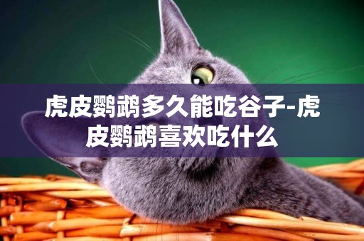 虎皮鸚鵡多久能吃谷子-虎皮鸚鵡喜歡吃什么