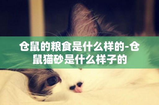 倉鼠的糧食是什么樣的-倉鼠貓砂是什么樣子的