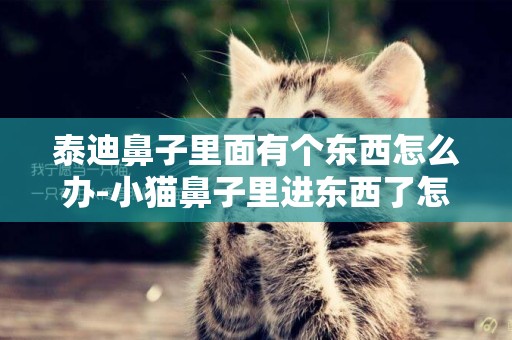 泰迪鼻子里面有個東西怎么辦-小貓鼻子里進東西了怎么辦