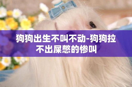狗狗出生不叫不動-狗狗拉不出屎憋的慘叫