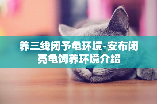 養三線閉予龜環境-安布閉殼龜飼養環境介紹