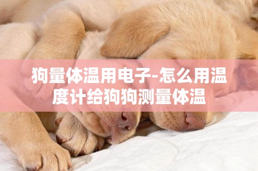 狗量體溫用電子-怎么用溫度計給狗狗測量體溫