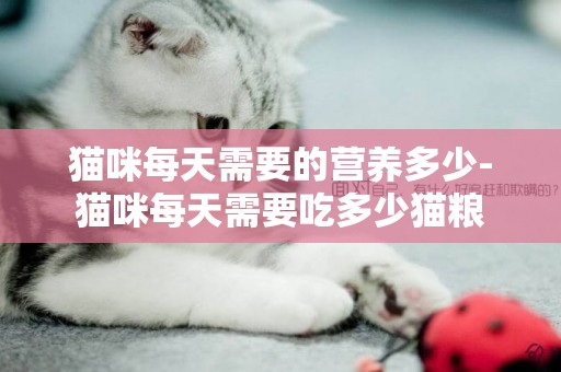 貓咪每天需要的營養多少-貓咪每天需要吃多少貓糧