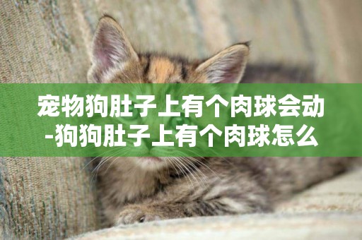 寵物狗肚子上有個肉球會動-狗狗肚子上有個肉球怎么辦
