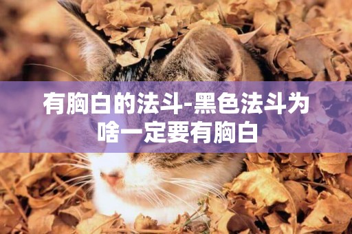 有胸白的法斗-黑色法斗為啥一定要有胸白