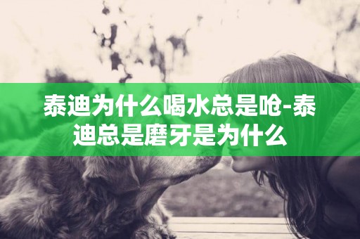 泰迪為什么喝水總是嗆-泰迪總是磨牙是為什么