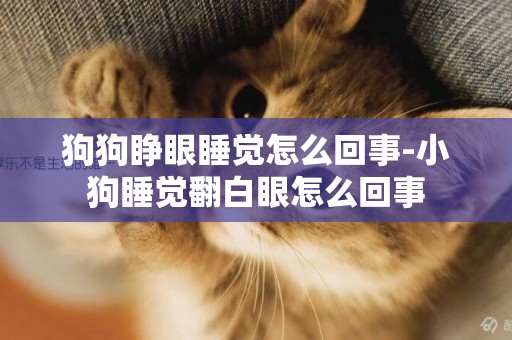 狗狗睜眼睡覺怎么回事-小狗睡覺翻白眼怎么回事