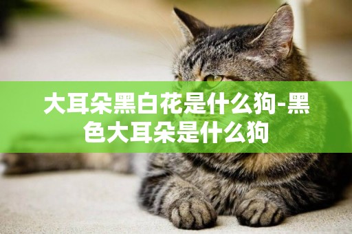 大耳朵黑白花是什么狗-黑色大耳朵是什么狗