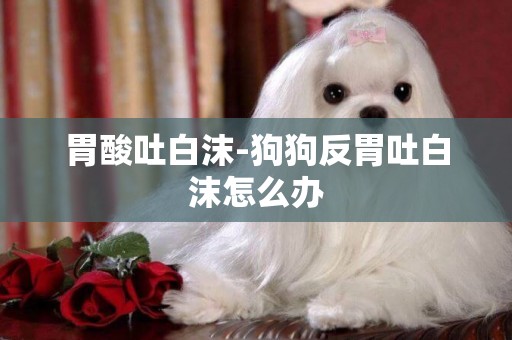 胃酸吐白沫-狗狗反胃吐白沫怎么辦