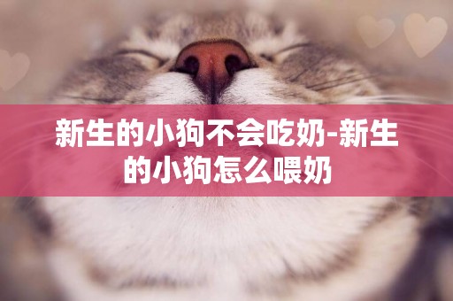 新生的小狗不會吃奶-新生的小狗怎么喂奶