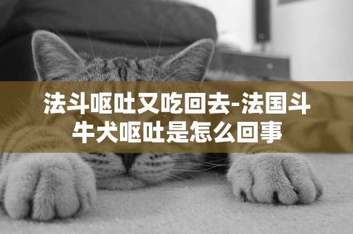 法斗嘔吐又吃回去-法國斗牛犬嘔吐是怎么回事