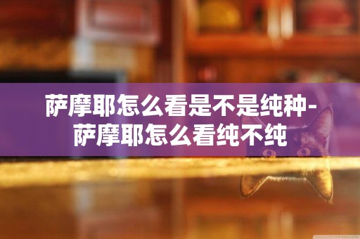 薩摩耶怎么看是不是純種-薩摩耶怎么看純不純