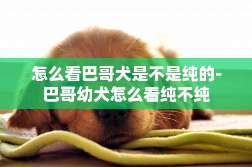 怎么看巴哥犬是不是純的-巴哥幼犬怎么看純不純