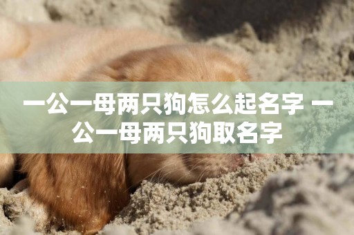 一公一母兩只狗怎么起名字 一公一母兩只狗取名字