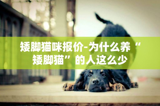 矮腳貓咪報價-為什么養“矮腳貓”的人這么少