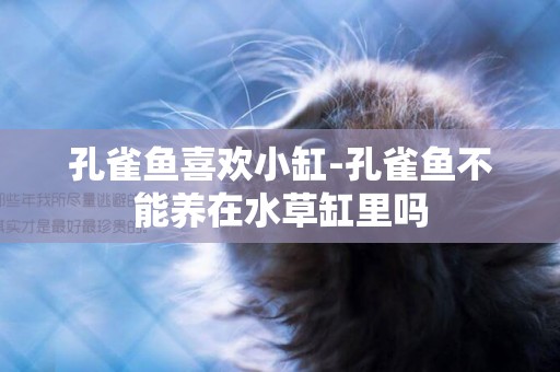 孔雀魚喜歡小缸-孔雀魚不能養在水草缸里嗎