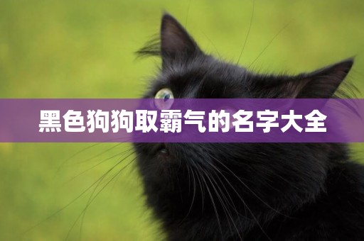 黑色狗狗取霸氣的名字大全