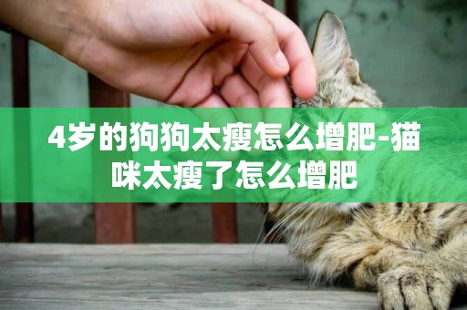 4歲的狗狗太瘦怎么增肥-貓咪太瘦了怎么增肥