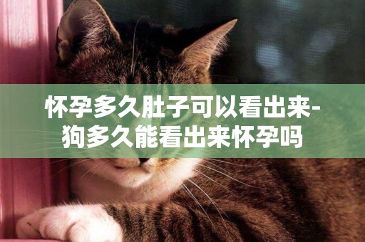 懷孕多久肚子可以看出來-狗多久能看出來懷孕嗎