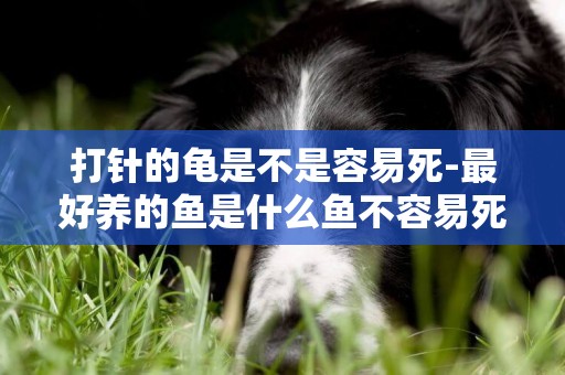 打針的龜是不是容易死-最好養的魚是什么魚不容易死
