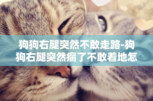 狗狗右腿突然不敢走路-狗狗右腿突然瘸了不敢著地怎么辦