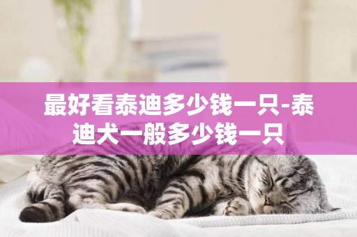 最好看泰迪多少錢一只-泰迪犬一般多少錢一只