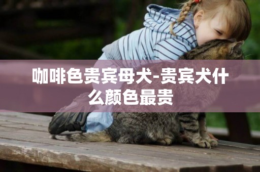 咖啡色貴賓母犬-貴賓犬什么顏色最貴