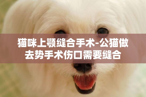 貓咪上顎縫合手術-公貓做去勢手術傷口需要縫合
