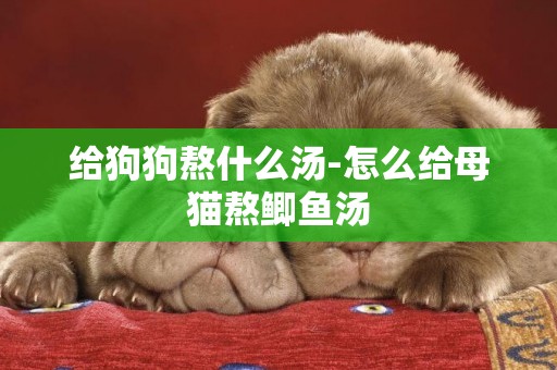 給狗狗熬什么湯-怎么給母貓熬鯽魚湯