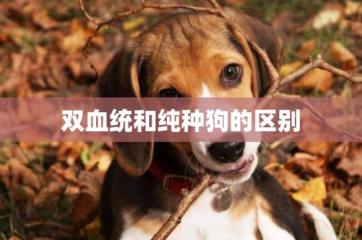 雙血統和純種狗的區別