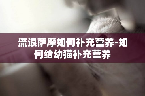 流浪薩摩如何補充營養-如何給幼貓補充營養