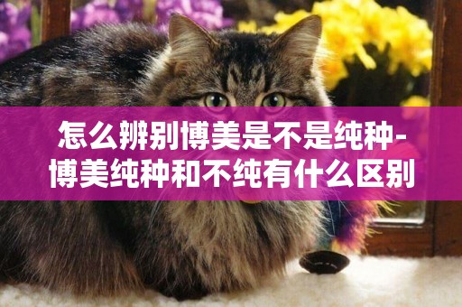 怎么辨別博美是不是純種-博美純種和不純有什么區別