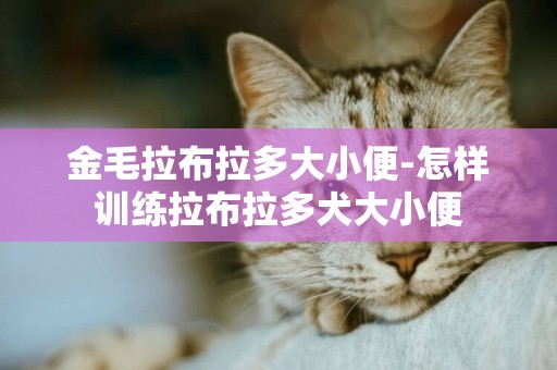 金毛拉布拉多大小便-怎樣訓練拉布拉多犬大小便