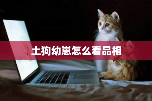 土狗幼崽怎么看品相