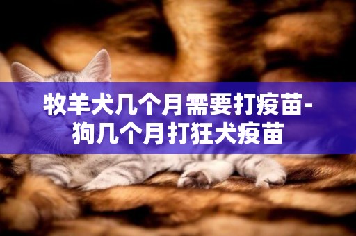 牧羊犬幾個月需要打疫苗-狗幾個月打狂犬疫苗