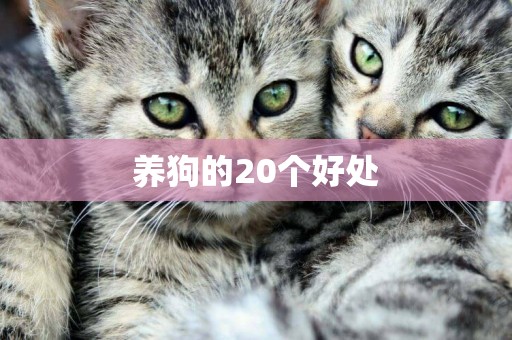 養狗的20個好處