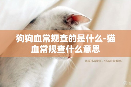 狗狗血常規查的是什么-貓血常規查什么意思