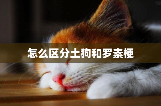 怎么區分土狗和羅素梗