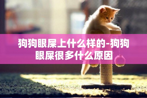 狗狗眼屎上什么樣的-狗狗眼屎很多什么原因