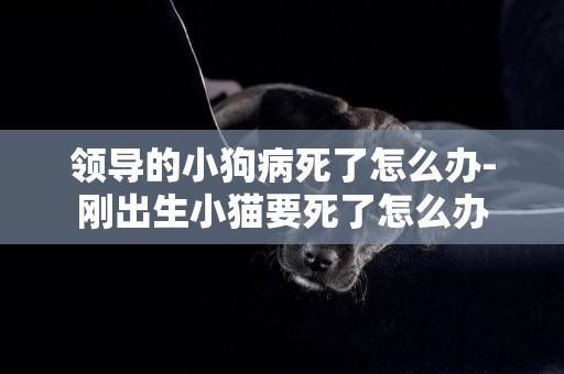 領導的小狗病死了怎么辦-剛出生小貓要死了怎么辦