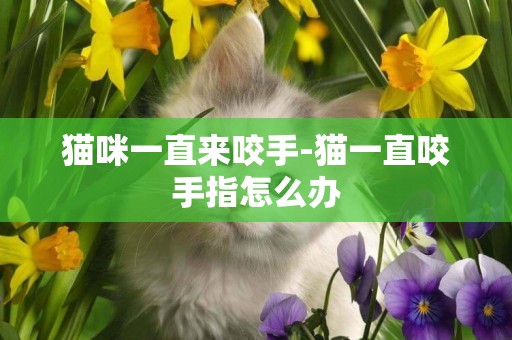 貓咪一直來咬手-貓一直咬手指怎么辦