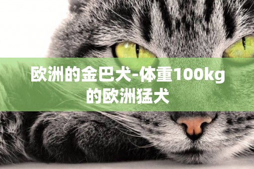 歐洲的金巴犬-體重100kg的歐洲猛犬