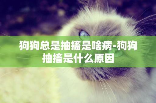 狗狗總是抽搐是啥病-狗狗抽搐是什么原因