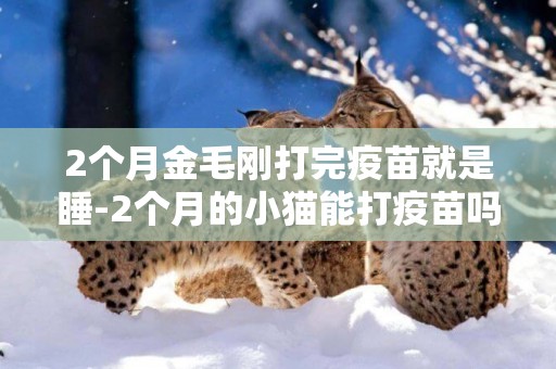 2個月金毛剛打完疫苗就是睡-2個月的小貓能打疫苗嗎