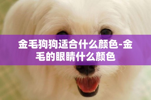金毛狗狗適合什么顏色-金毛的眼睛什么顏色