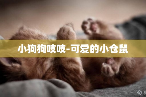 小狗狗吱吱-可愛的小倉鼠