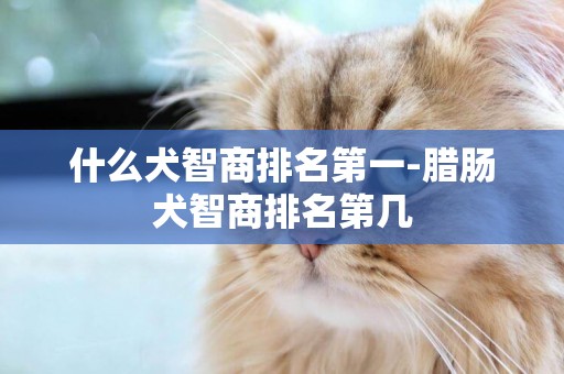 什么犬智商排名第一-臘腸犬智商排名第幾